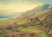 In The Highlands Red Stag Mobbed By A Pair Of Peregrines by Archibald Thorburn