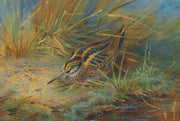 Jack Snipe by Archibald Thorburn