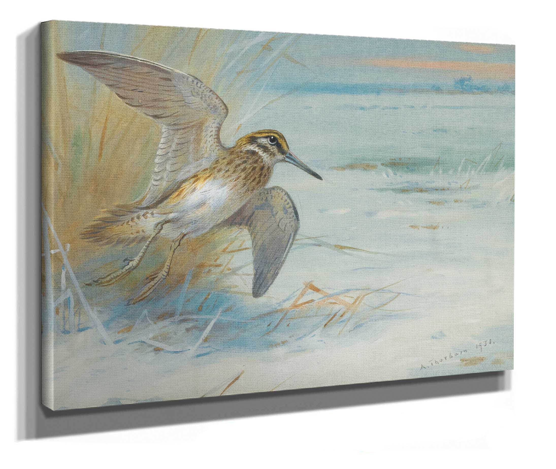 Jack Snipe Rising by Archibald Thorburn