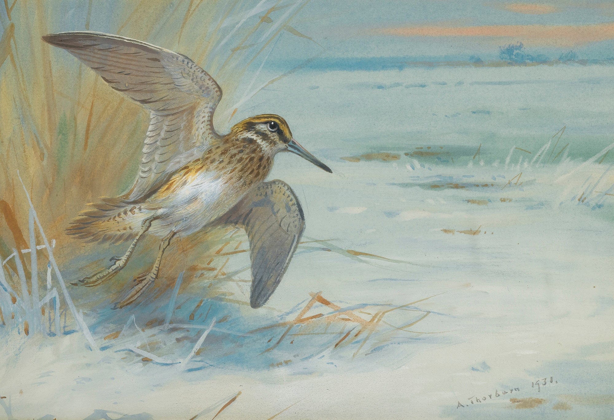 Jack Snipe Rising by Archibald Thorburn