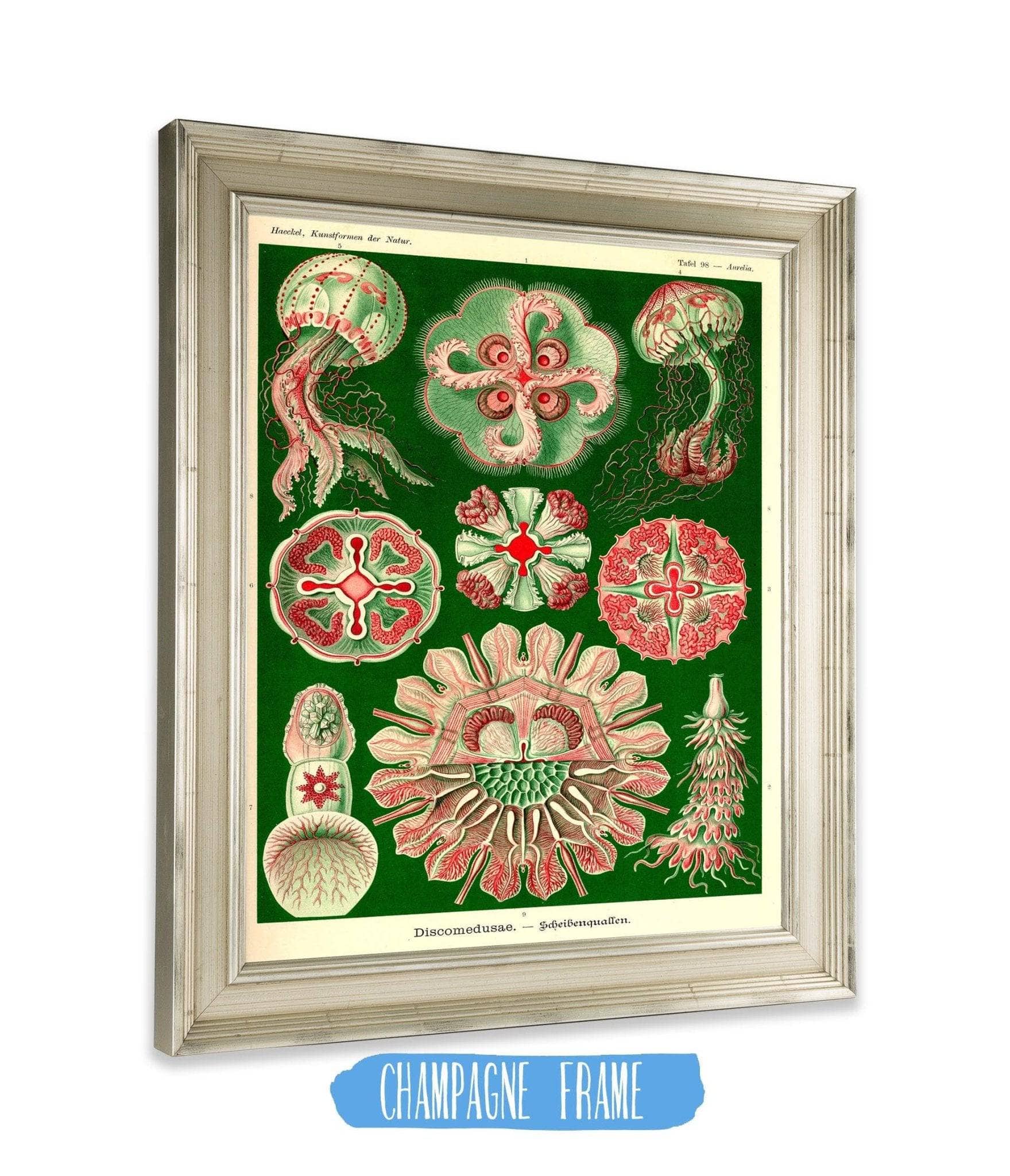 Jellyfish (Discomedusae)