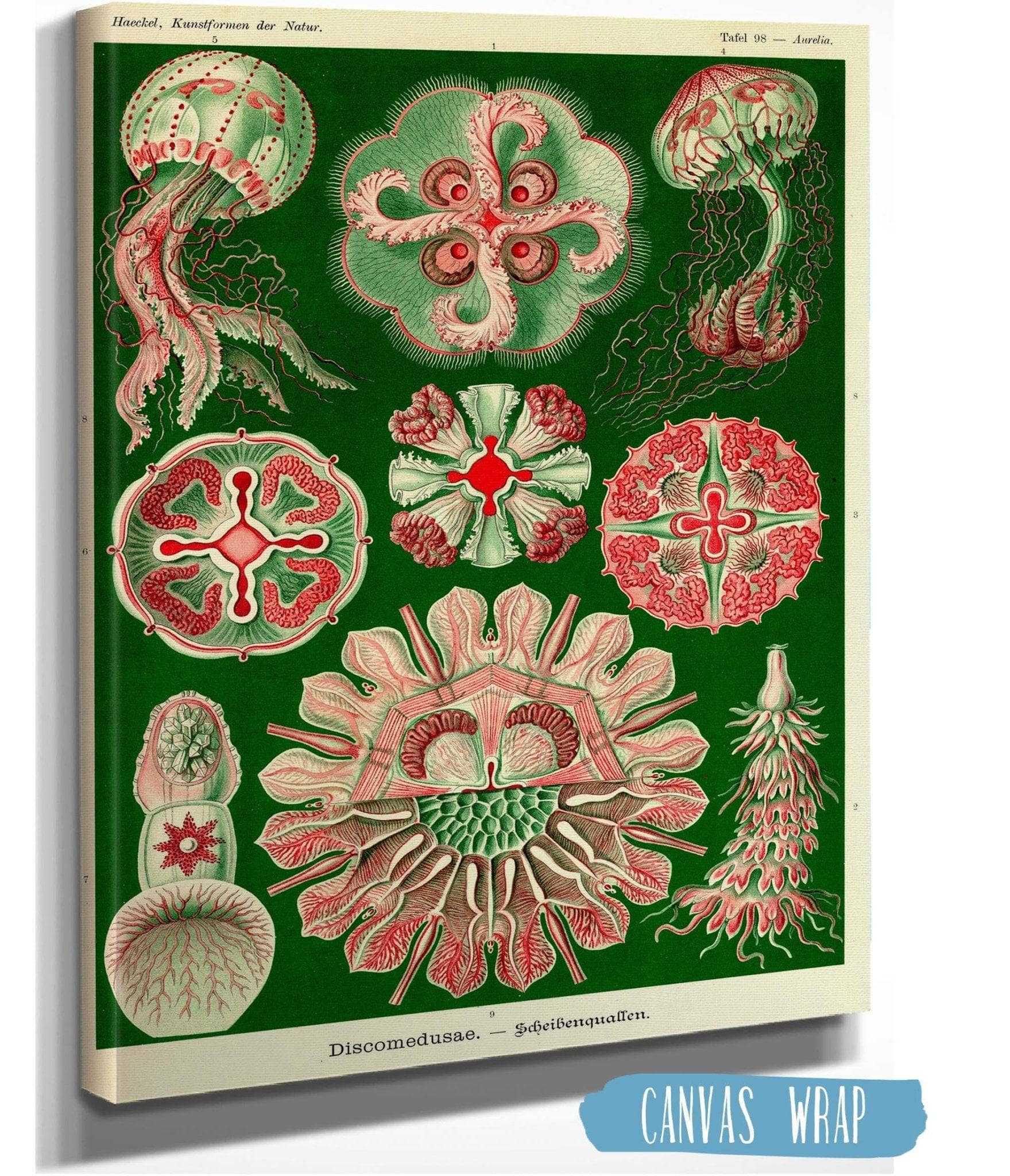 Jellyfish (Discomedusae)
