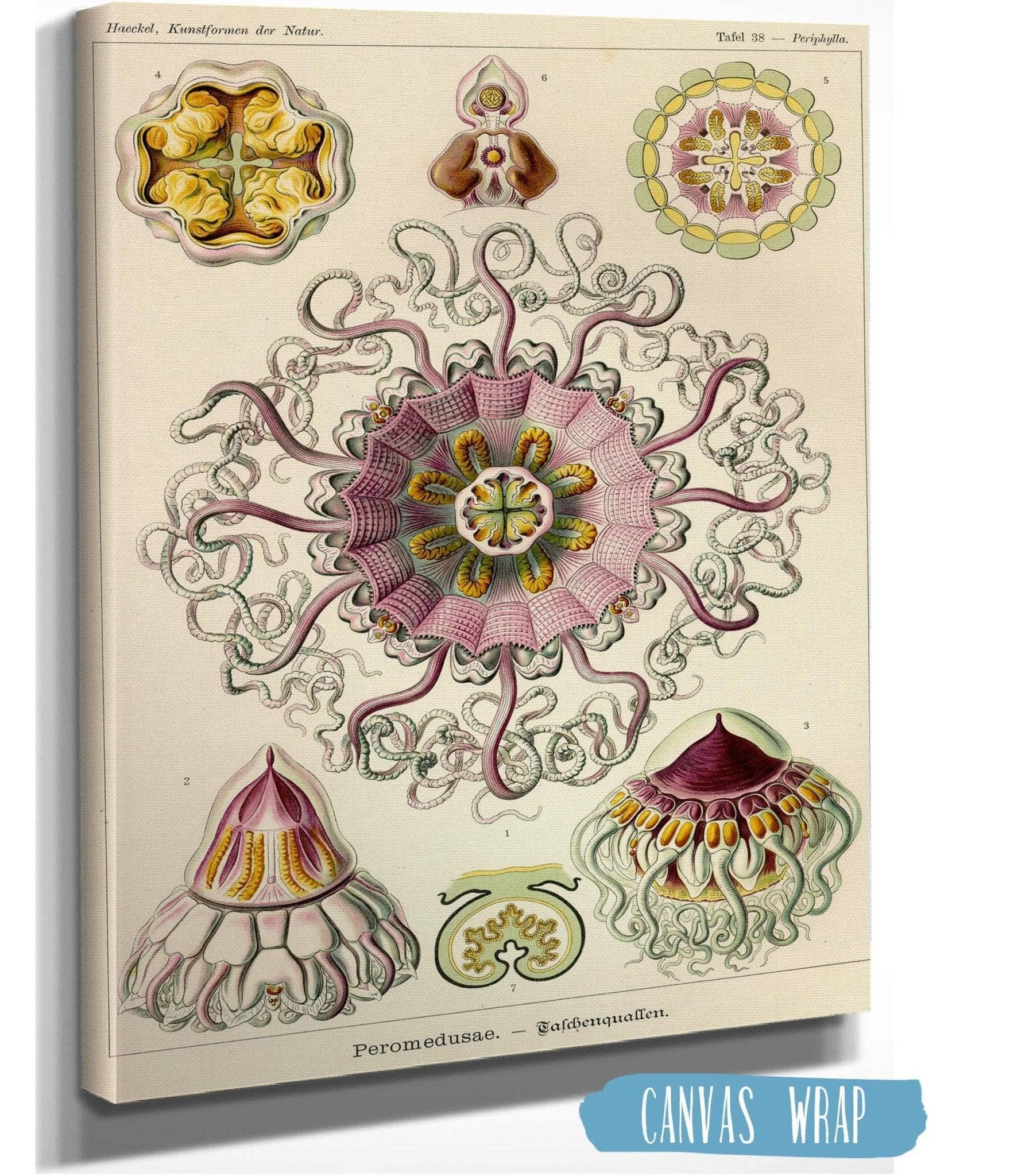 Jellyfishes In The Phyllum Cnidaria (Peromedusae. - Talchenquallen)