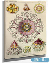 Jellyfishes In The Phyllum Cnidaria (Peromedusae. - Talchenquallen)