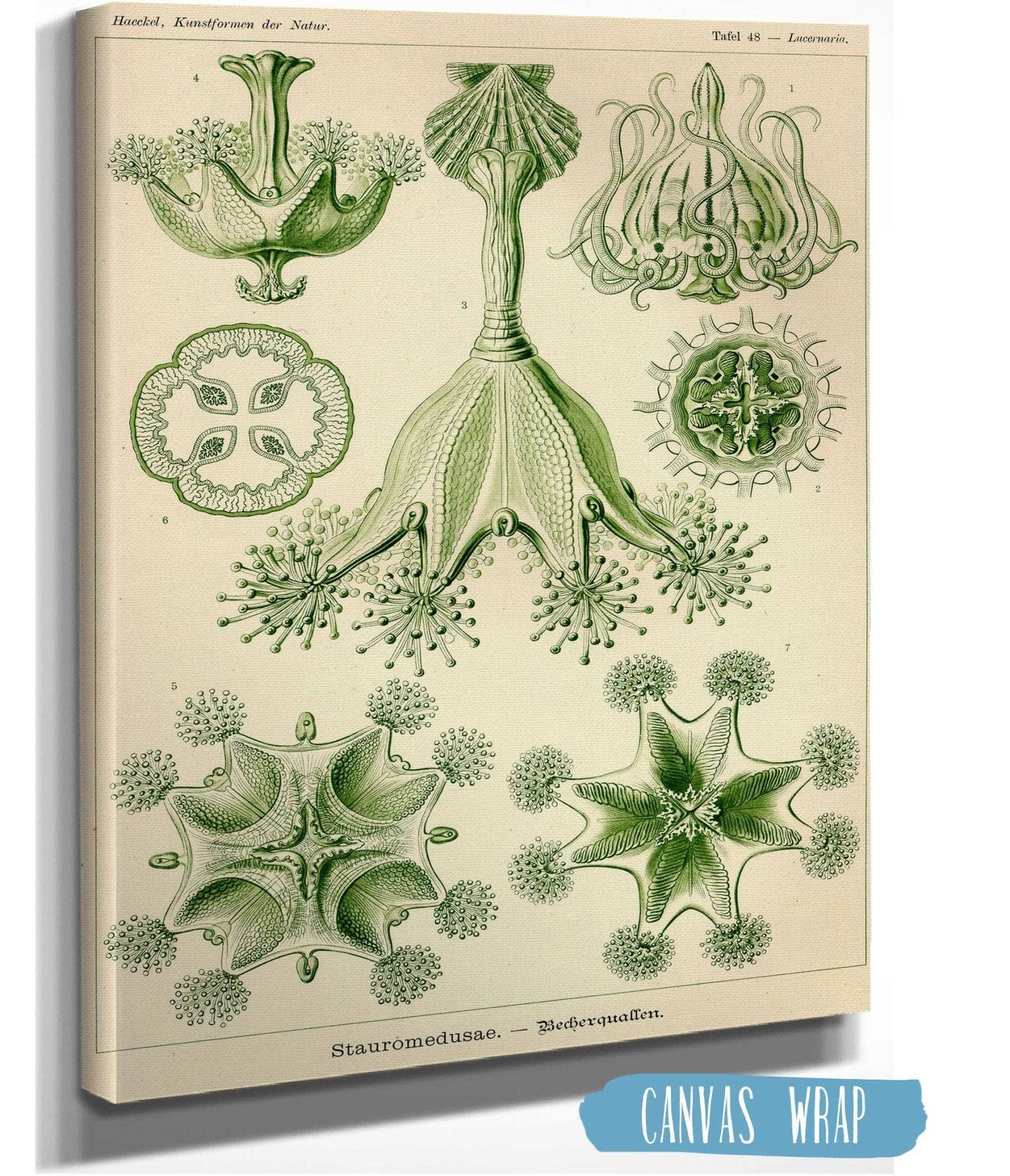 Jellyfishes (Stauromedusae. - Becherquallen)
