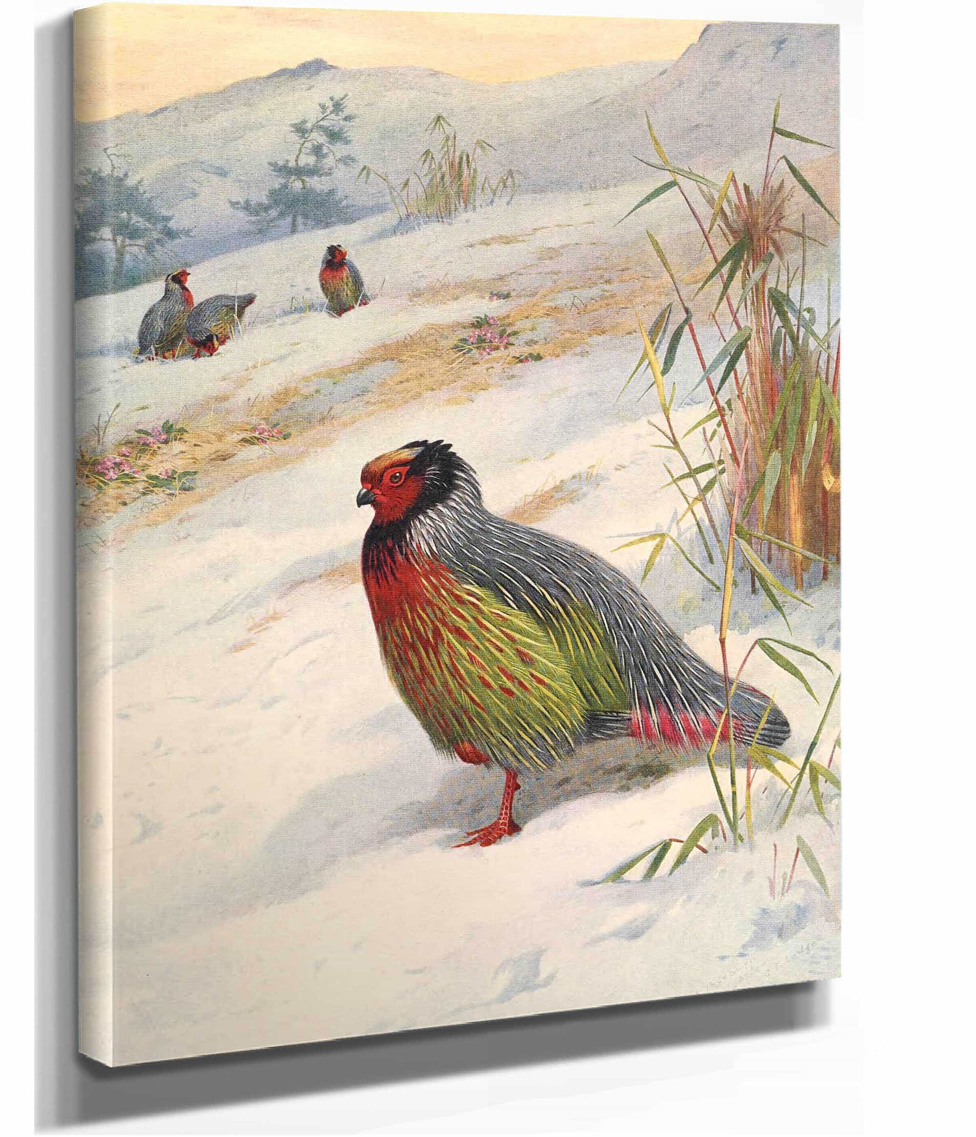 Kusers Blood Partridge by Archibald Thorburn