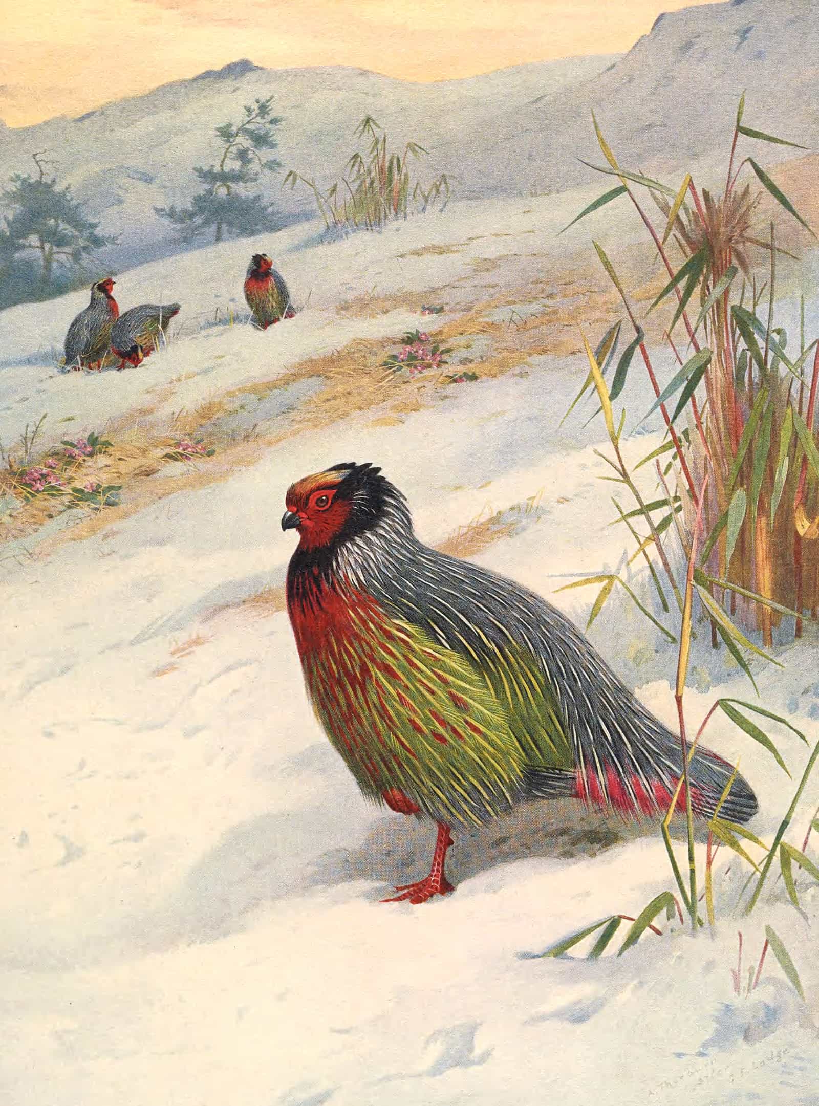 Kusers Blood Partridge by Archibald Thorburn