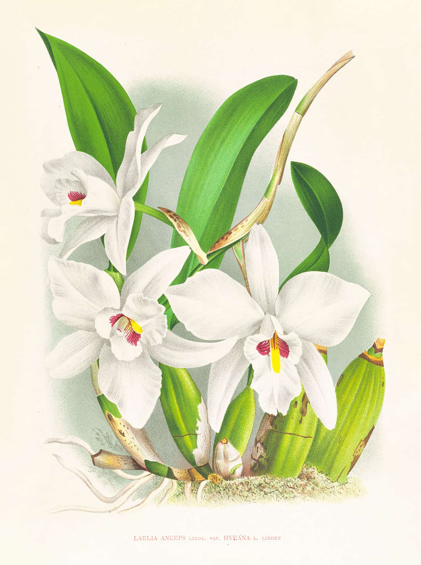 Laelia Anceps Var Hyeana by Jean Jules Linden