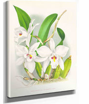 Laelia Anceps Var Hyeana by Jean Jules Linden