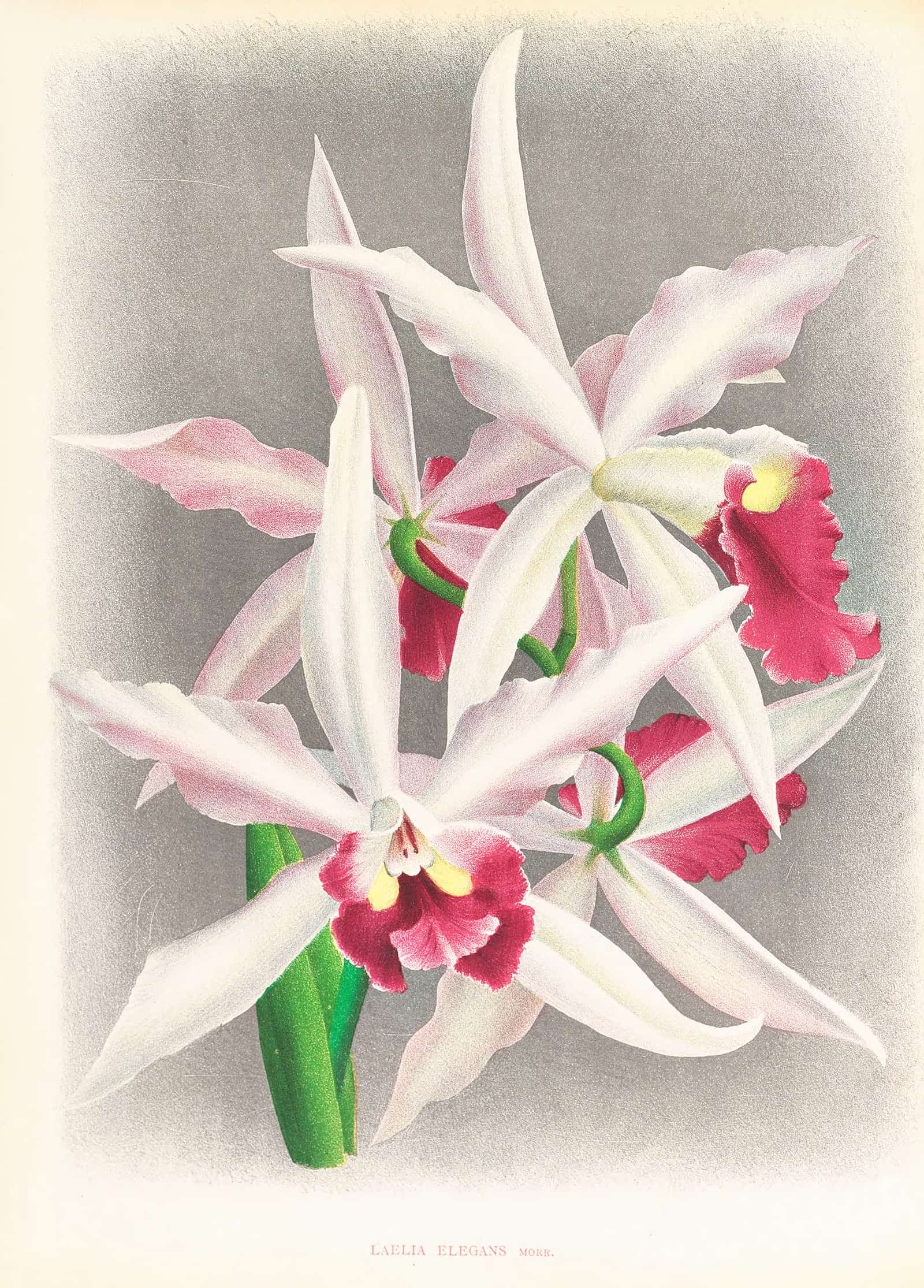 Laelia Elegans by Jean Jules Linden
