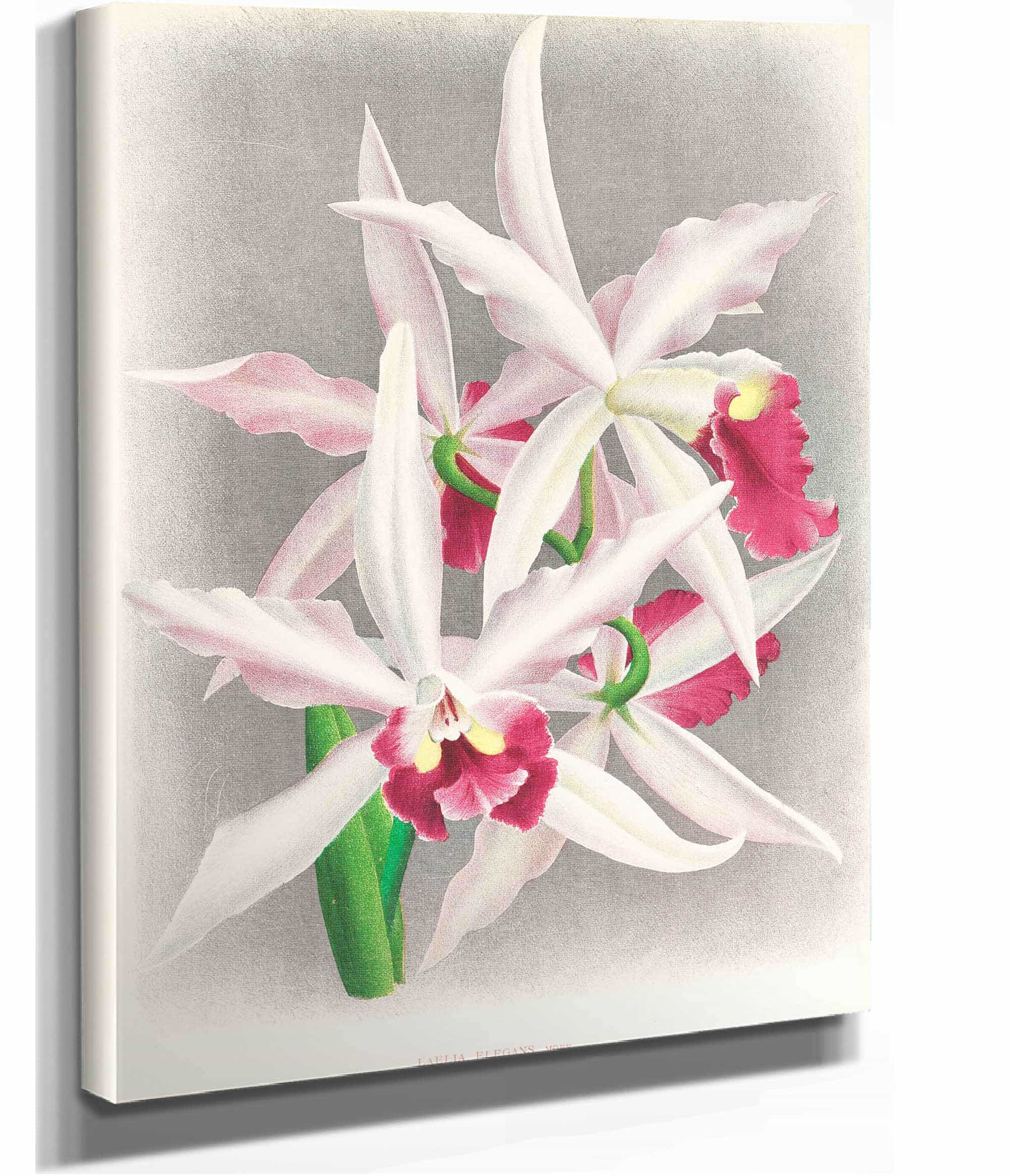 Laelia Elegans by Jean Jules Linden
