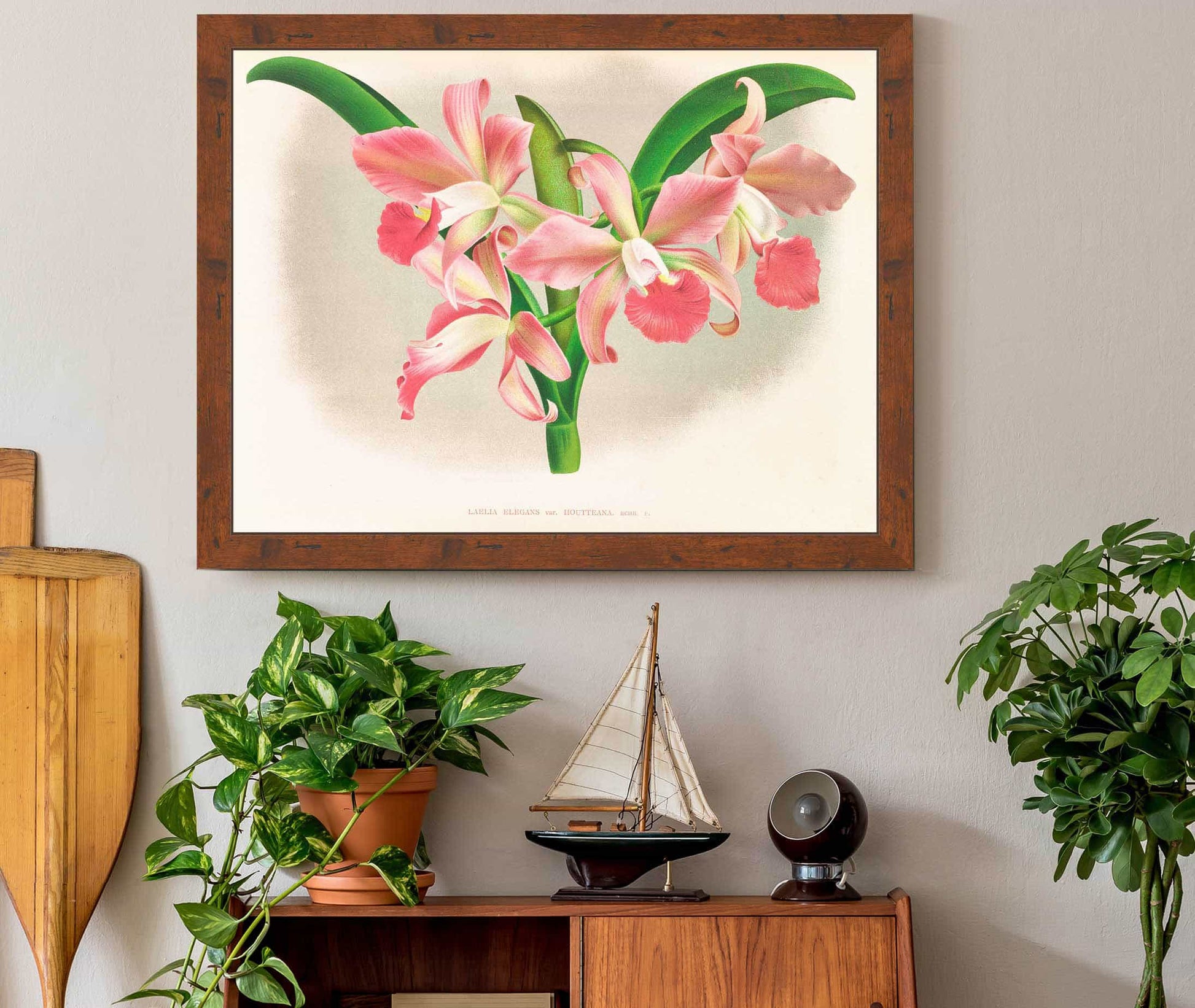 Laella Elegans Var Houtteana by Jean Jules Linden