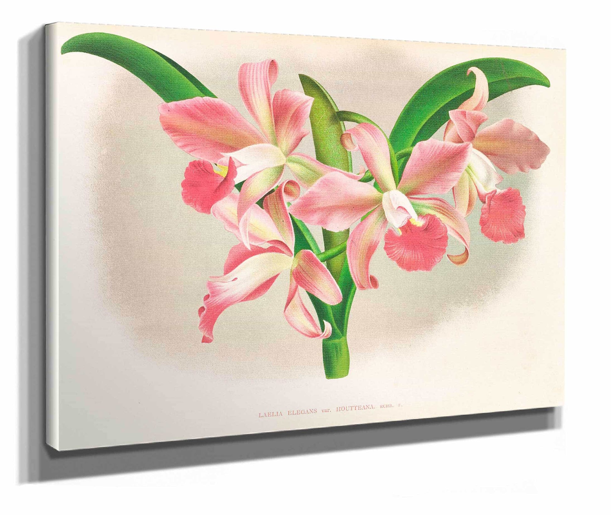 Laella Elegans Var Houtteana by Jean Jules Linden