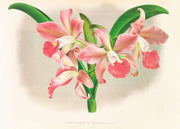 Laella Elegans Var Houtteana by Jean Jules Linden