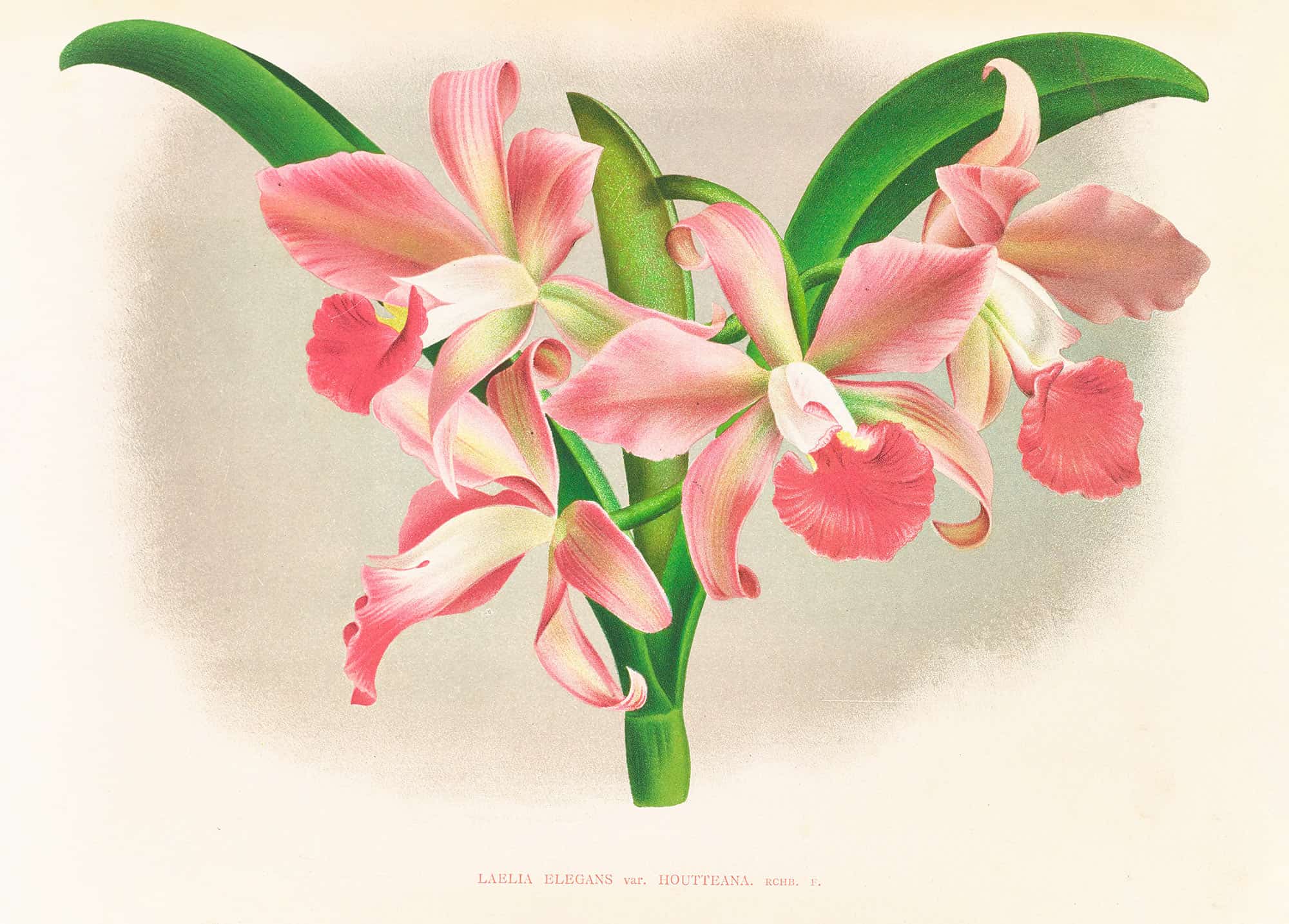 Laella Elegans Var Houtteana by Jean Jules Linden