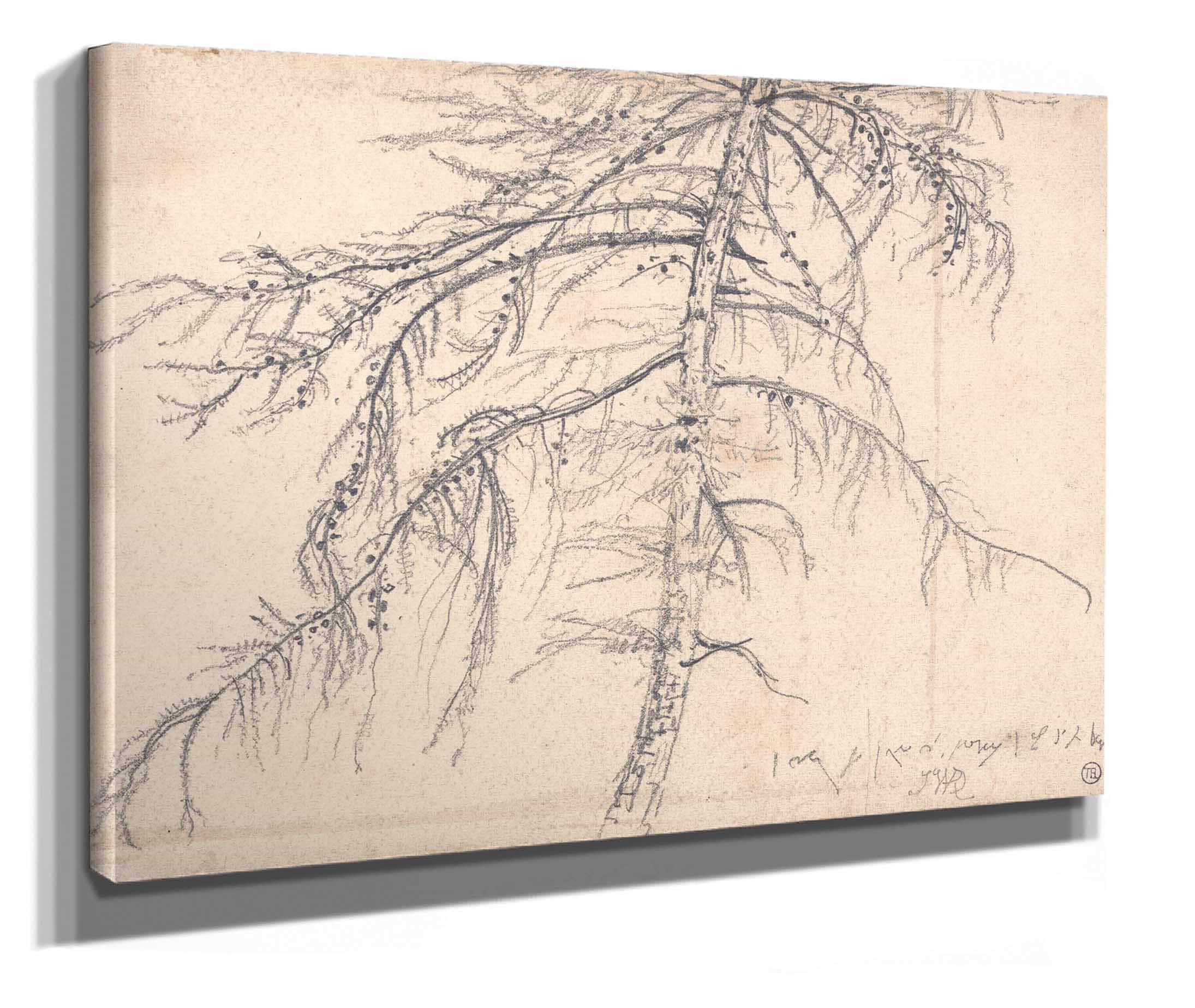 Larch Tree by James Ward