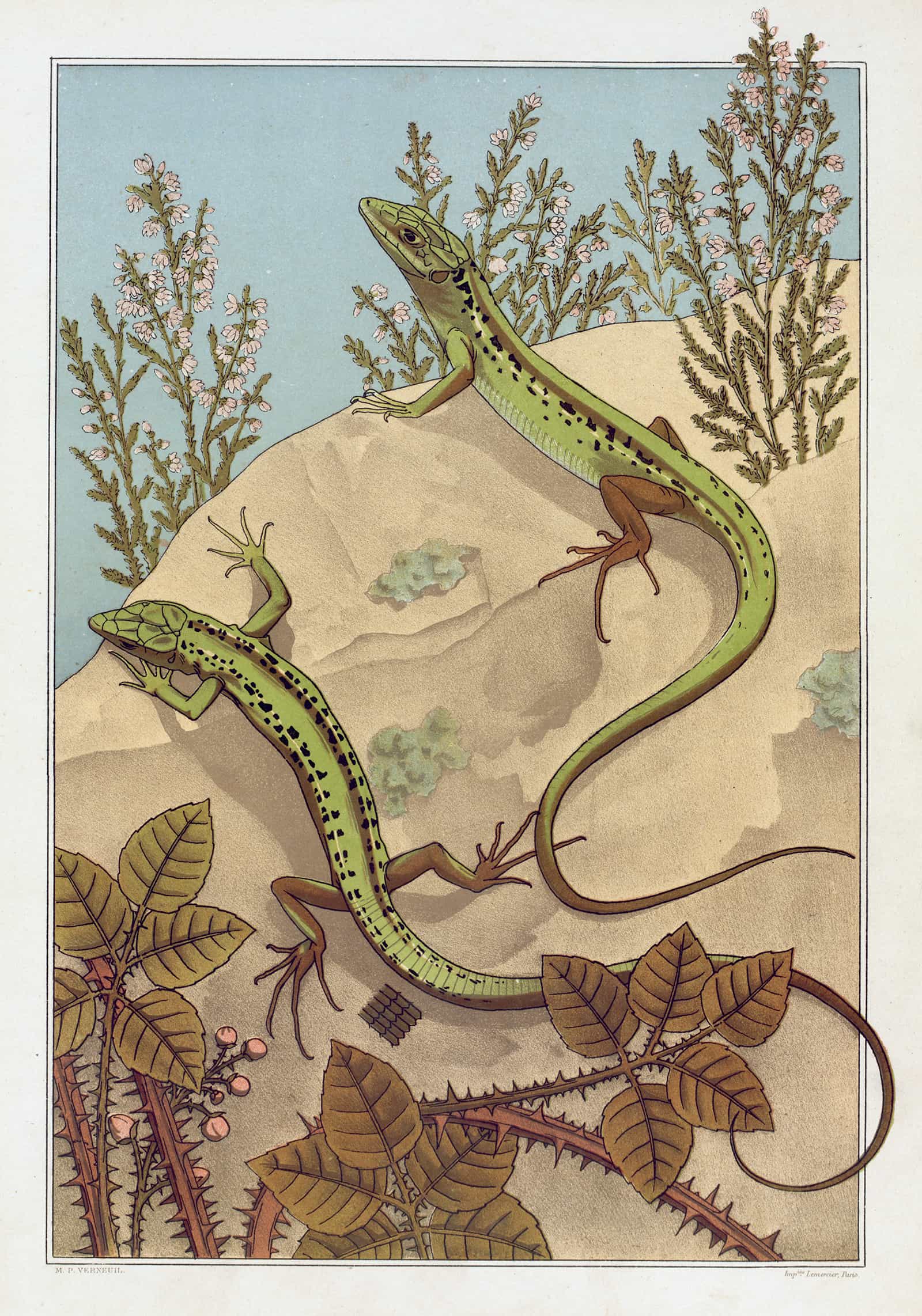 Lezard by Maurice Pillard Verneuil