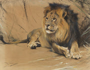 Liegender Lowe by Wilhelm Kuhnert