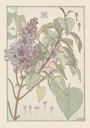 Lilas by Maurice Pillard Verneuil