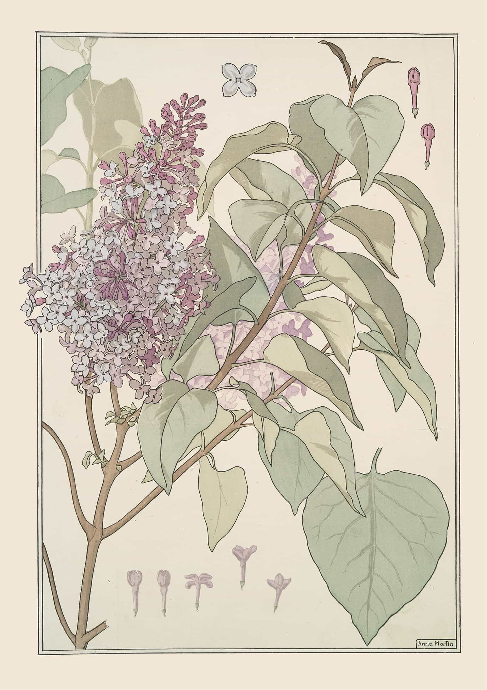Lilas by Maurice Pillard Verneuil