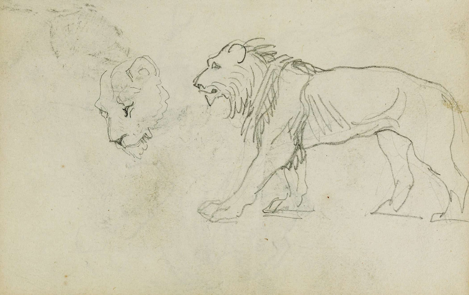 Lion Walking Head Of A Lioness  by Theodore Gericault