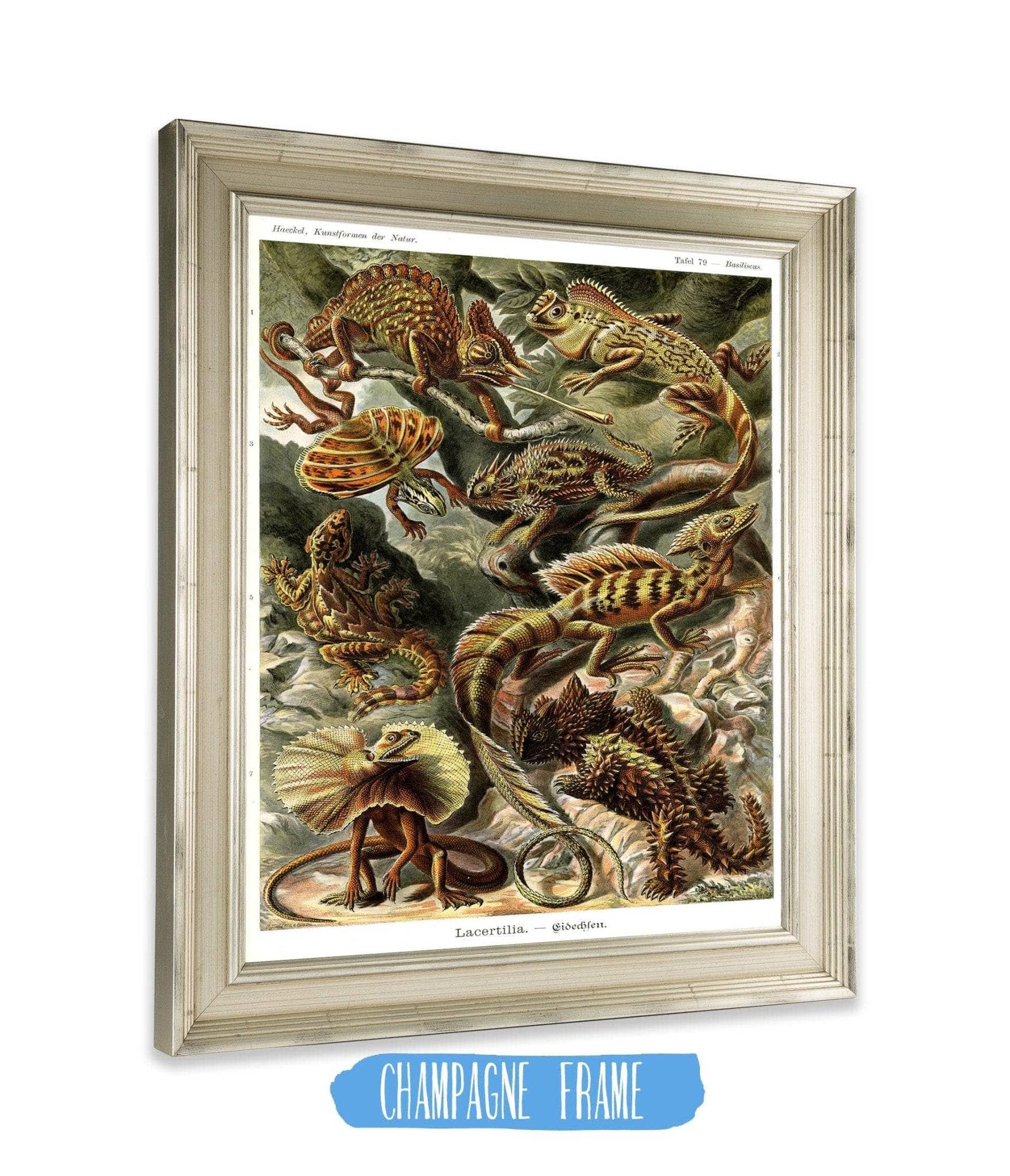 Lizard (Lacertilia). - Eidechlen
