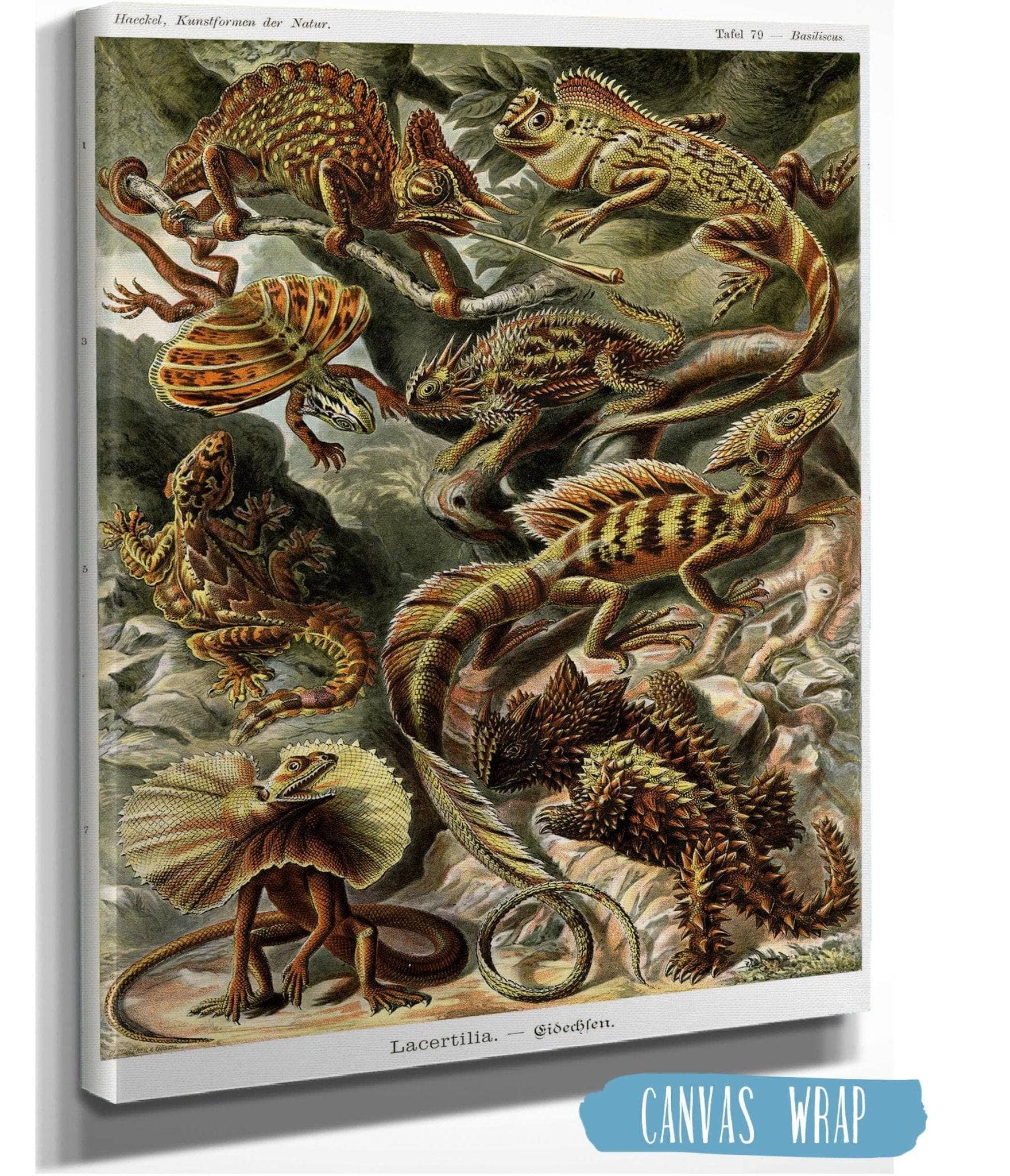 Lizard (Lacertilia). - Eidechlen