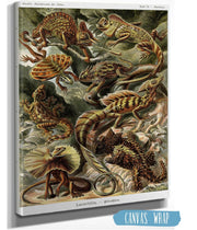 Lizard (Lacertilia). - Eidechlen