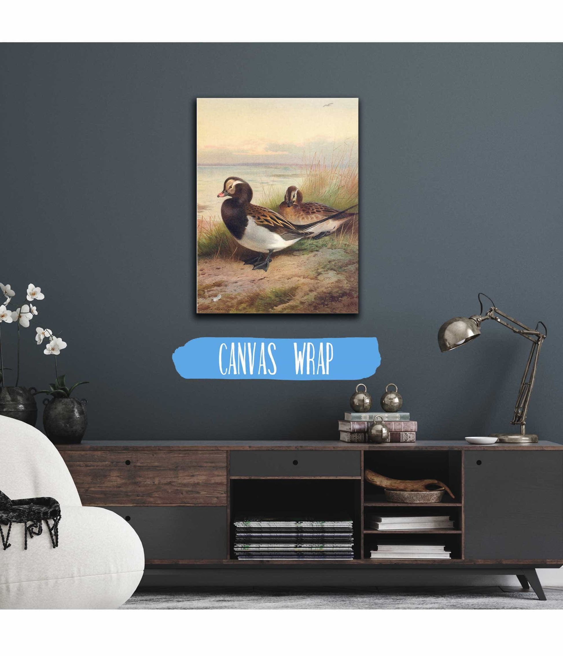Long Tailed Duck Summer by Archibald Thorburn