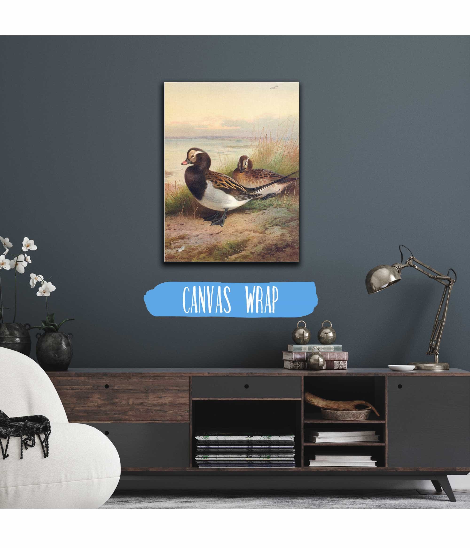 Long Tailed Duck Summer by Archibald Thorburn