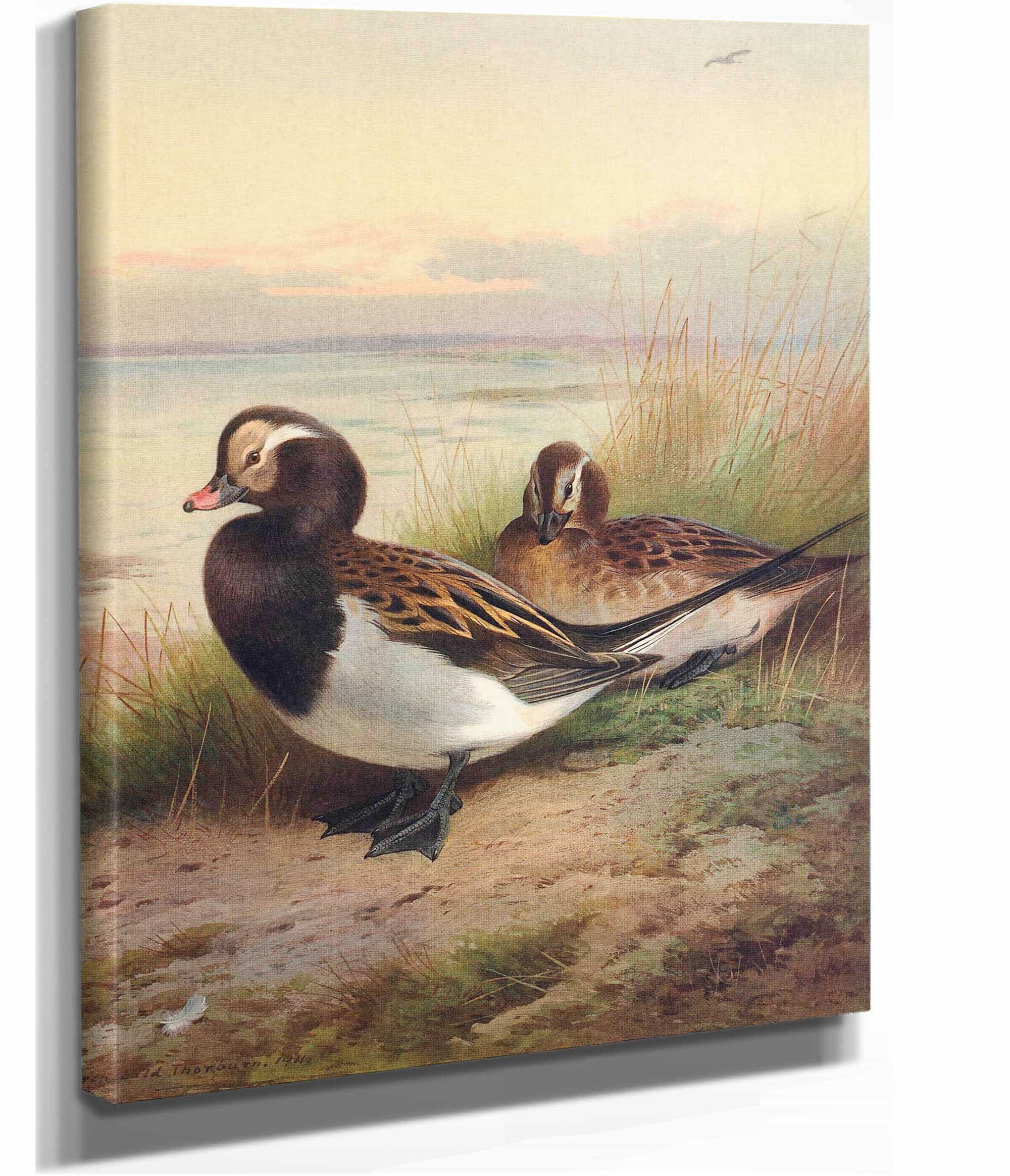 Long Tailed Duck Summer by Archibald Thorburn