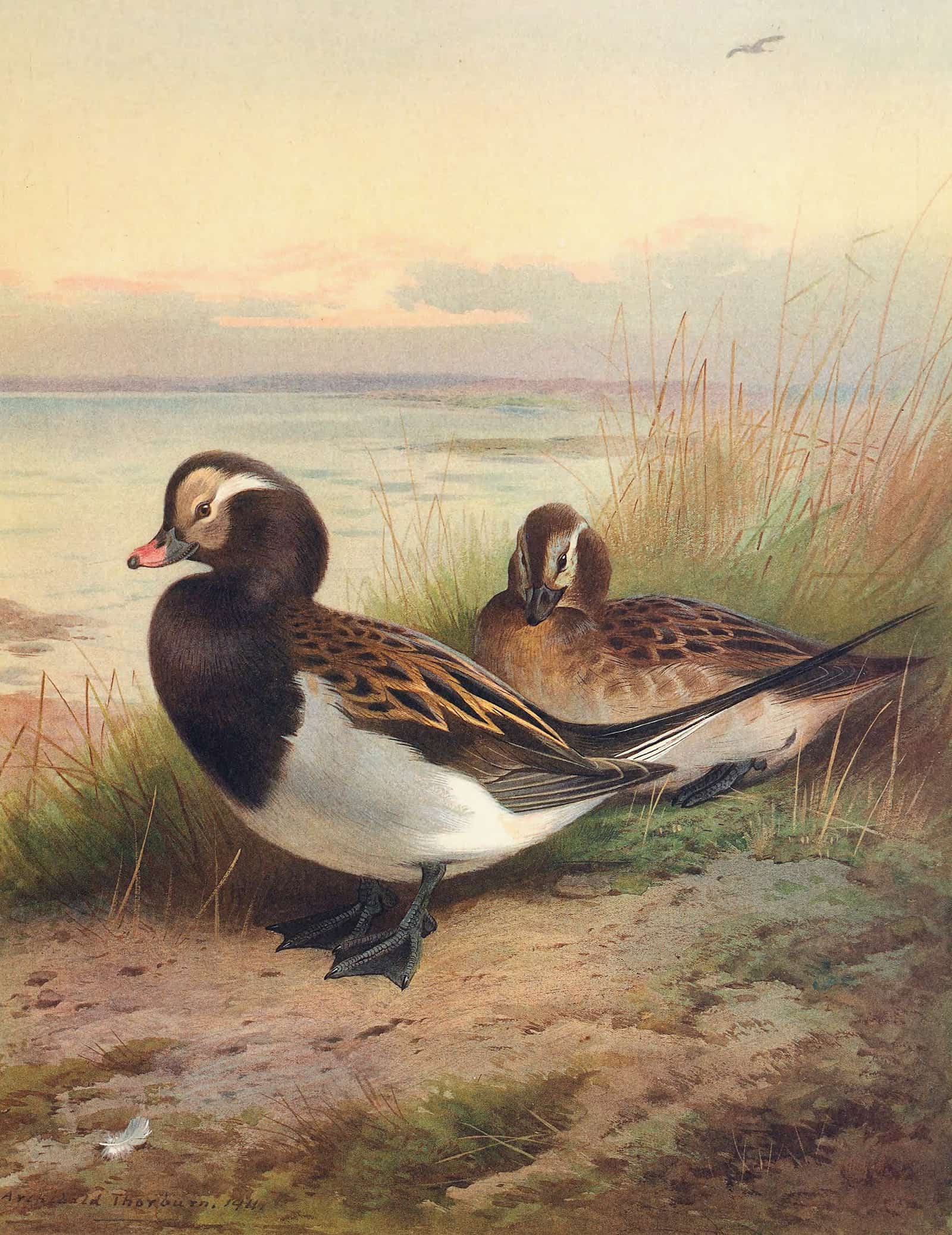Long Tailed Duck Summer by Archibald Thorburn