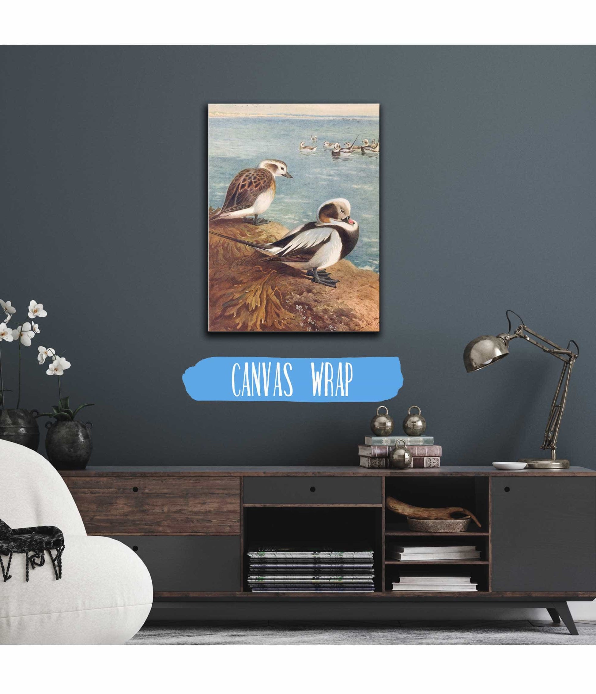Long Tailed Duck Winter by Archibald Thorburn