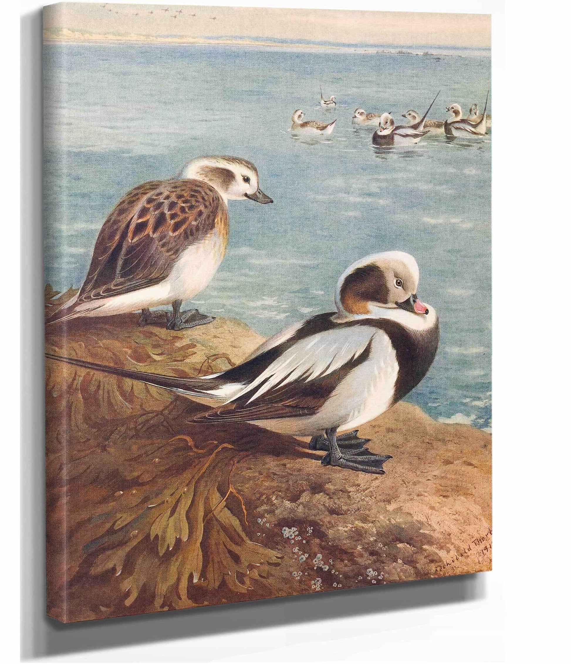 Long Tailed Duck Winter by Archibald Thorburn