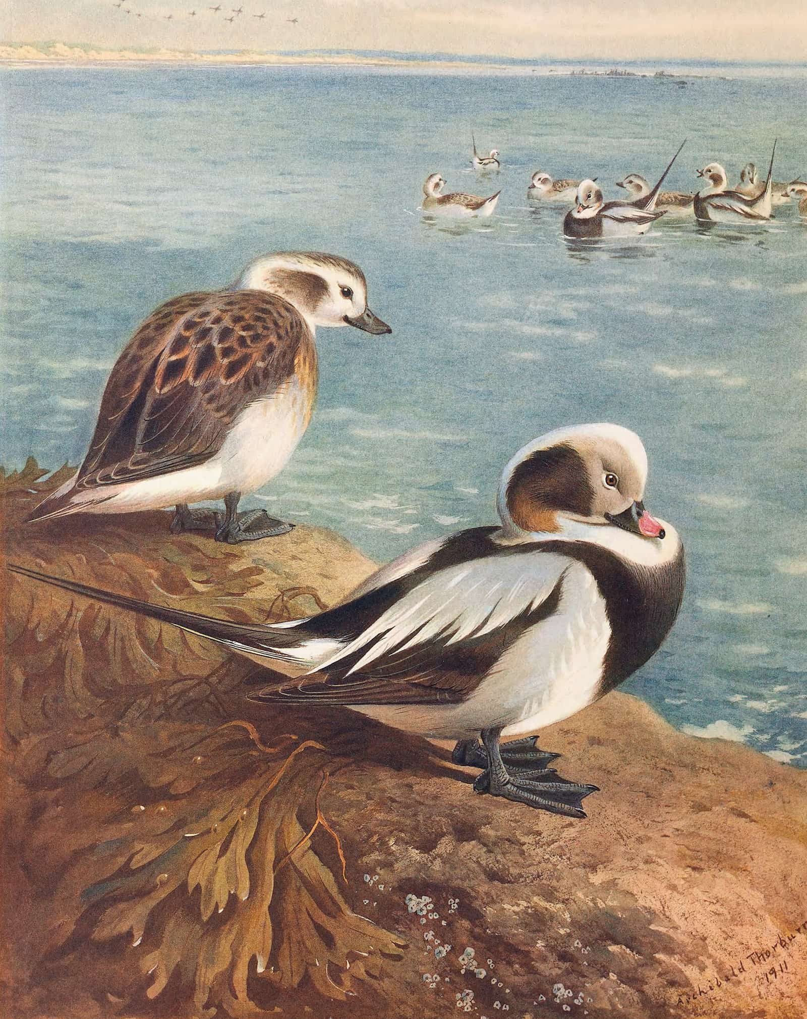Long Tailed Duck Winter by Archibald Thorburn