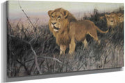 Lowen In Verbrannter Steppe Lions In A Burnt Steppe by Wilhelm Kuhnert