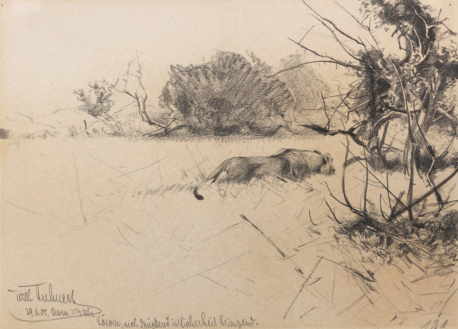Lowin Sich Druckend In Sicherheit Bringend by Wilhelm Kuhnert