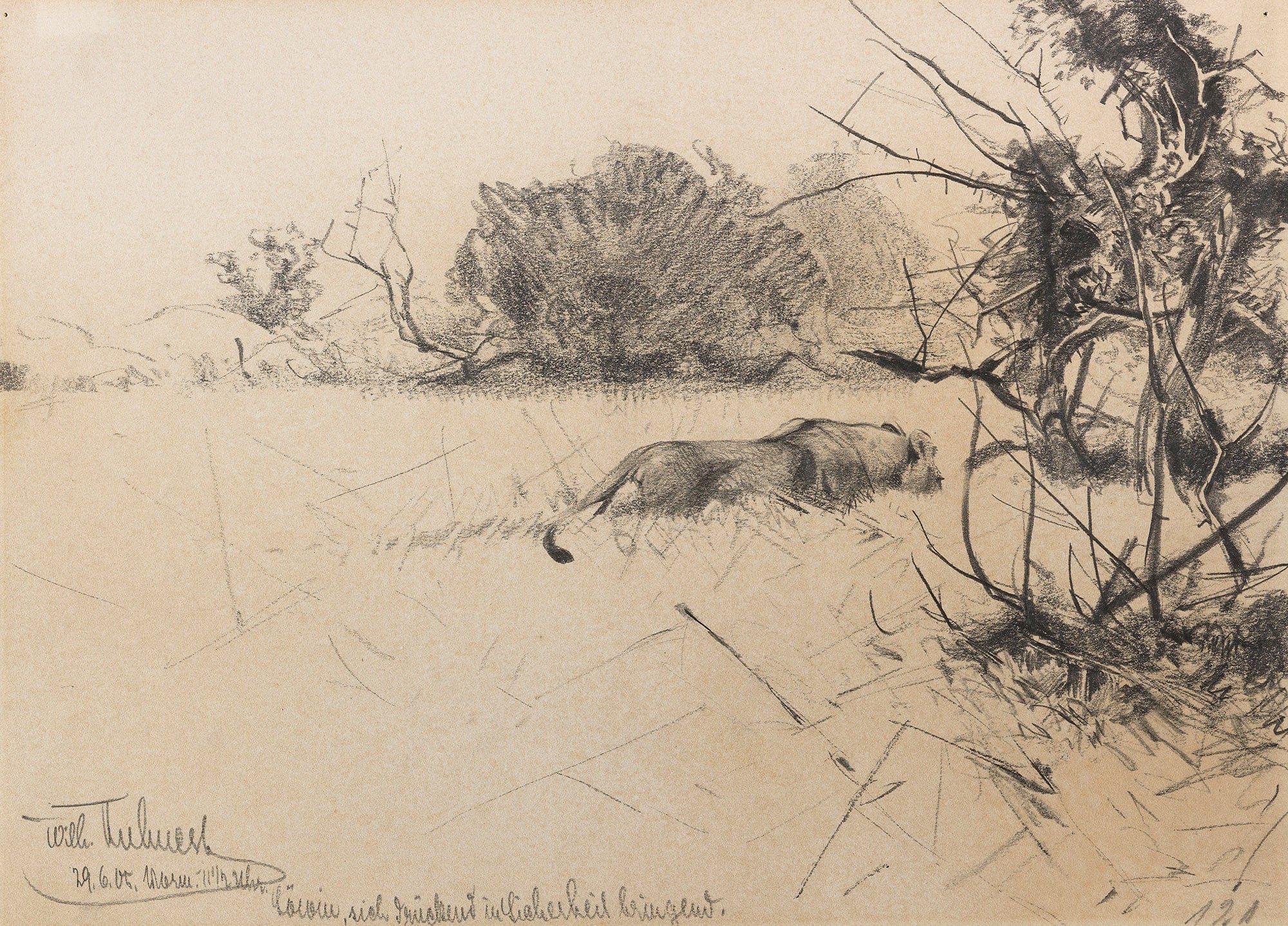 Lowin Sich Druckend In Sicherheit Bringend by Wilhelm Kuhnert