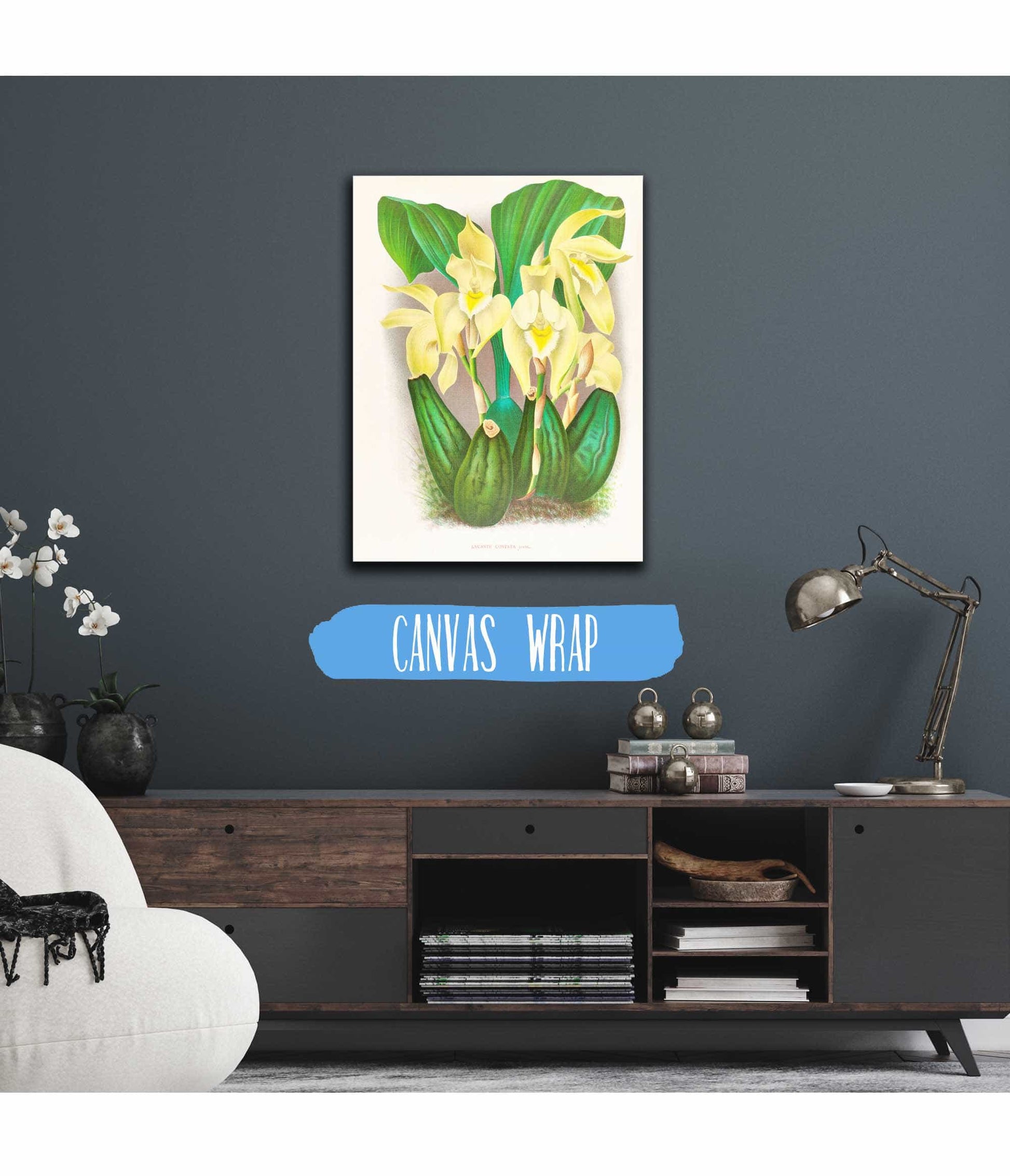 Lycaste Costata by Jean Jules Linden