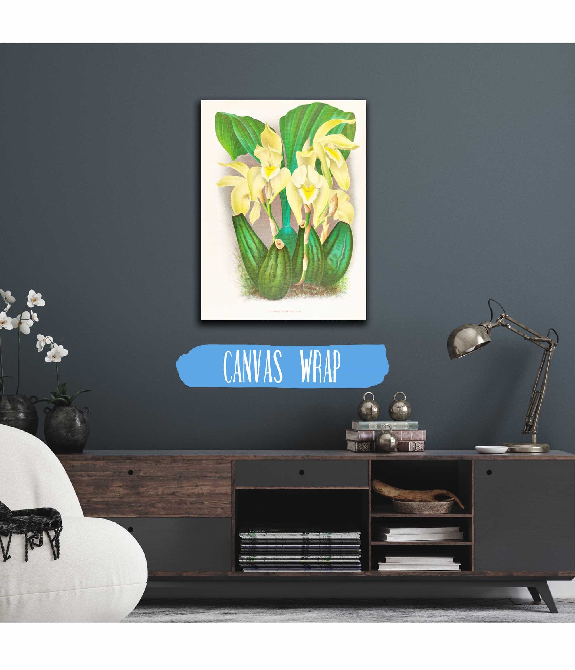 Lycaste Costata by Jean Jules Linden