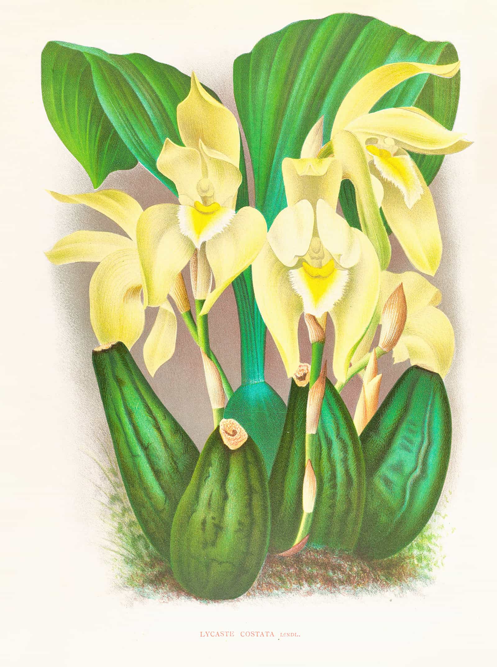 Lycaste Costata by Jean Jules Linden