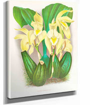 Lycaste Costata by Jean Jules Linden