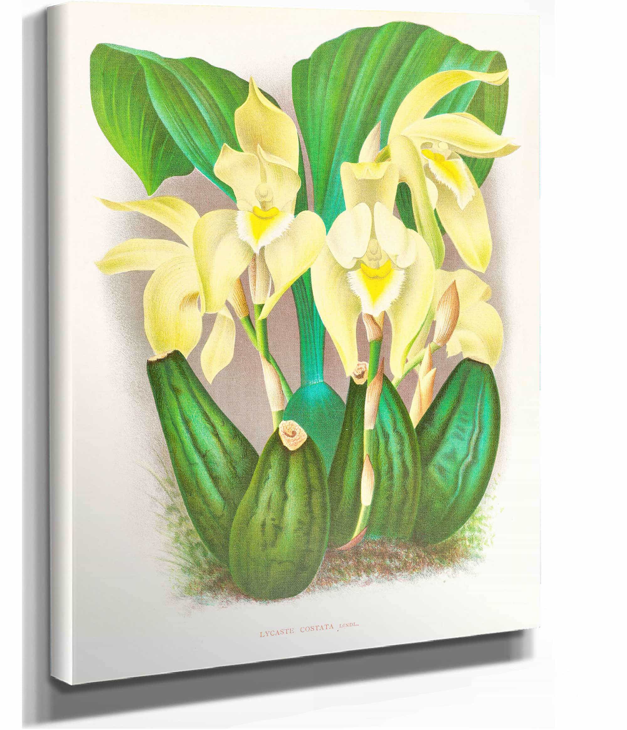 Lycaste Costata by Jean Jules Linden