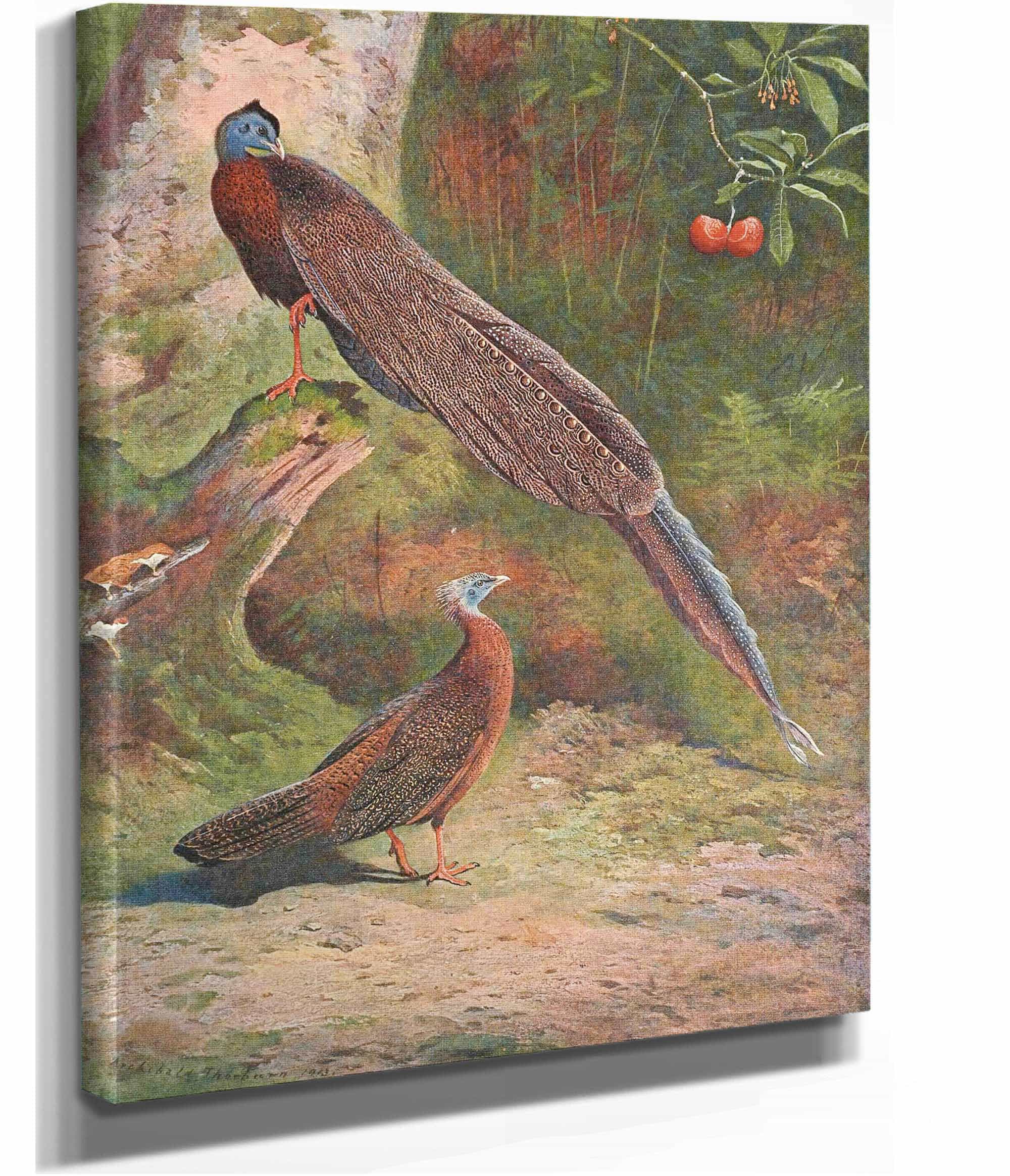 Malay Argus Pheasant by Archibald Thorburn