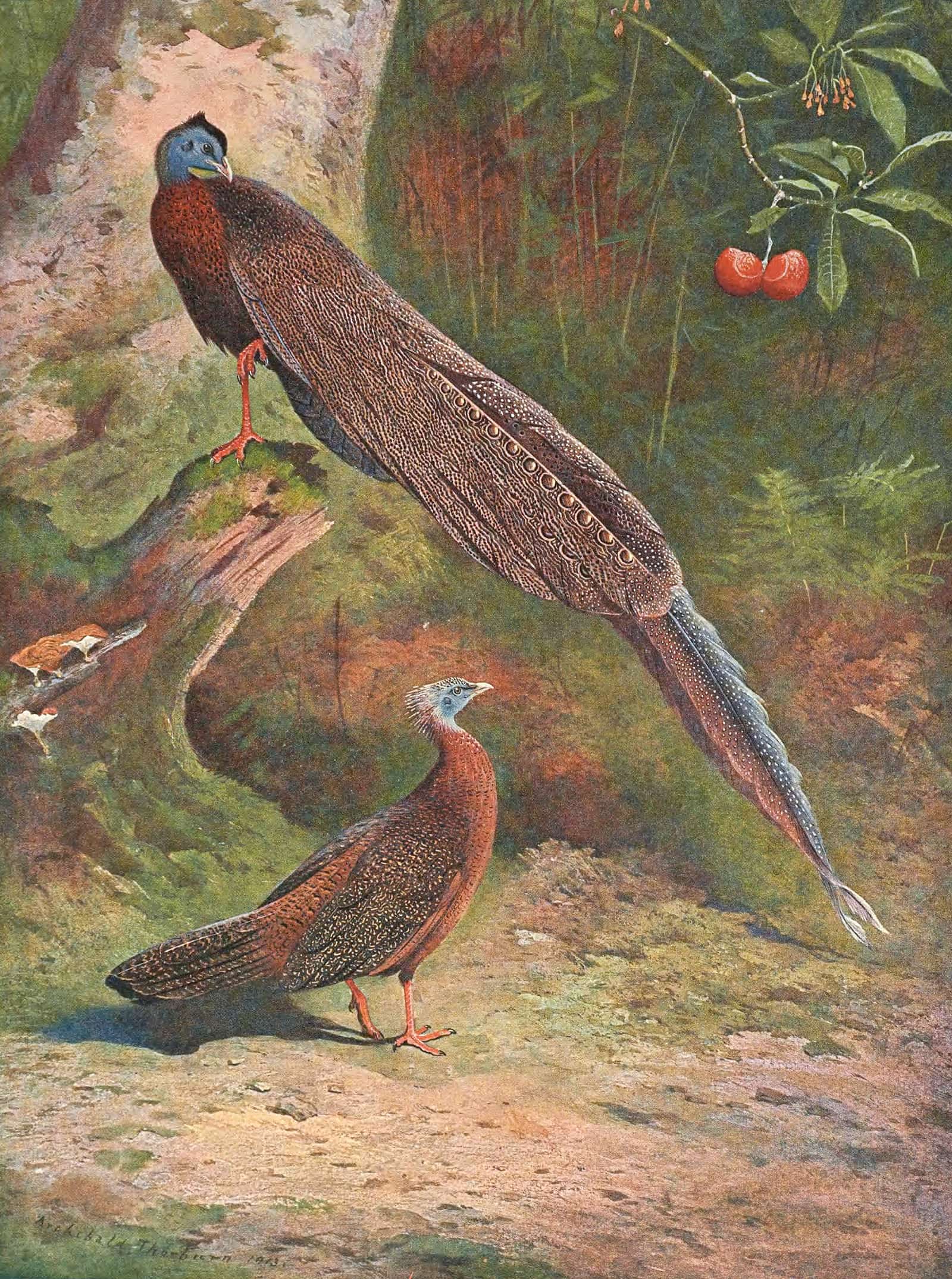 Malay Argus Pheasant by Archibald Thorburn