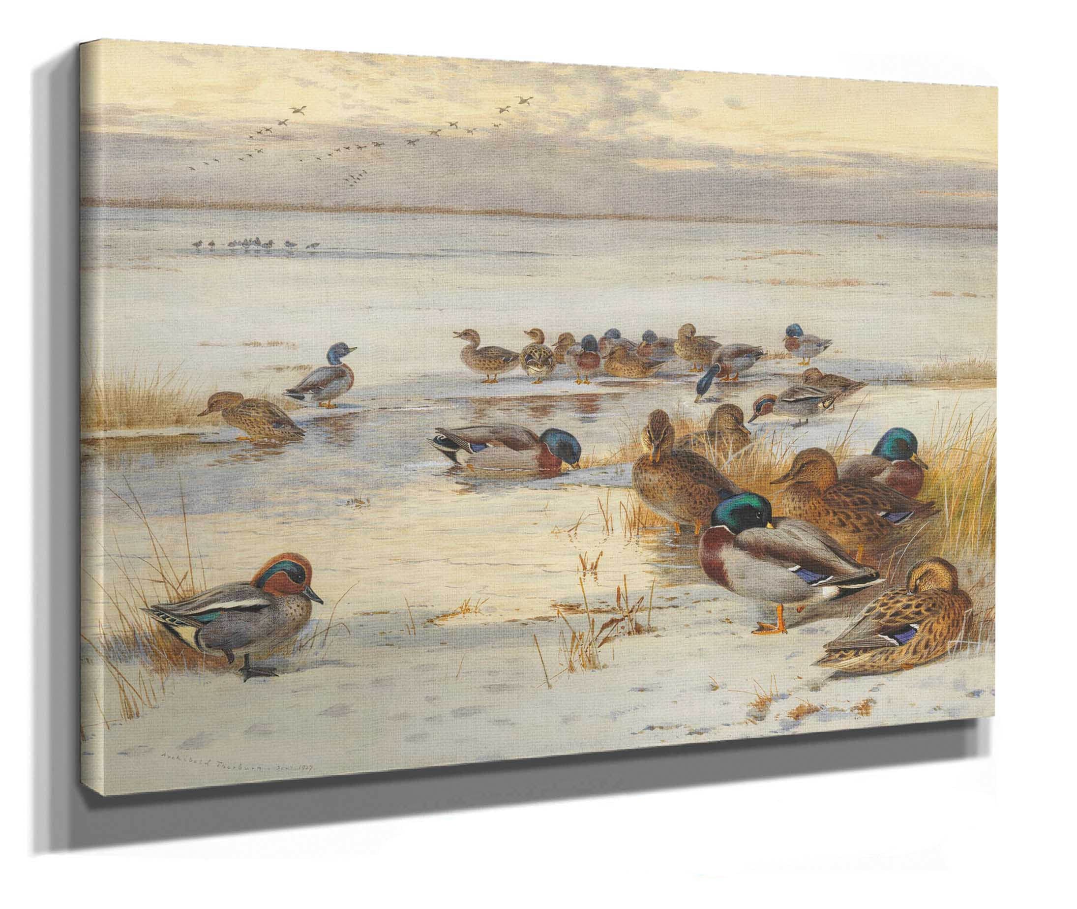 Mallard And Teal On A Snowy Marsh by Archibald Thorburn