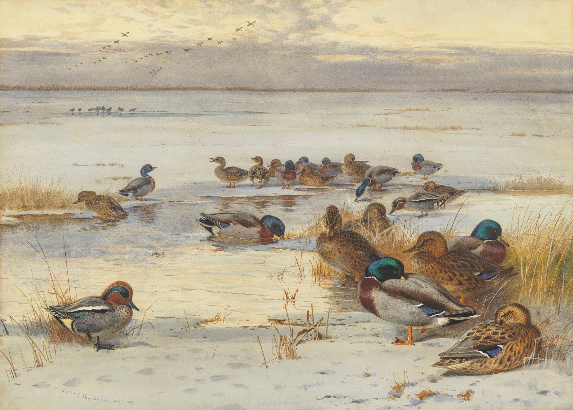 Mallard And Teal On A Snowy Marsh by Archibald Thorburn