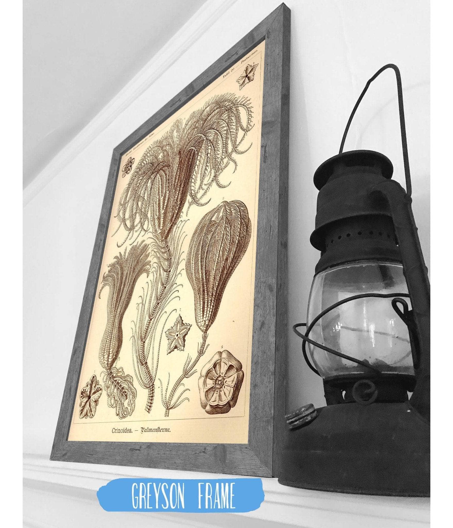Marine Animals (Crinoidea. - Palmensterne)