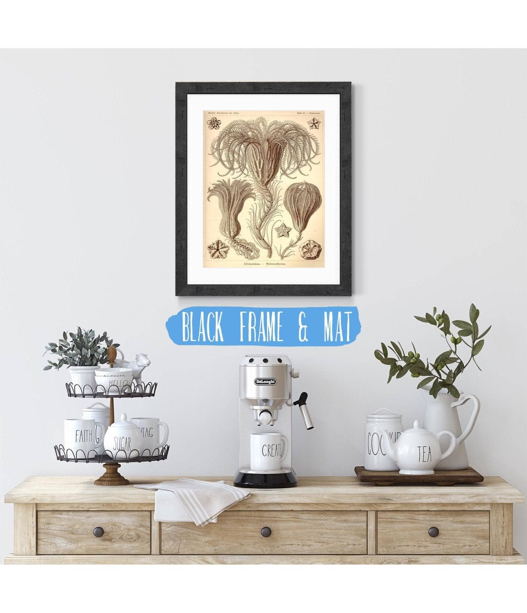 Marine Animals (Crinoidea. - Palmensterne)