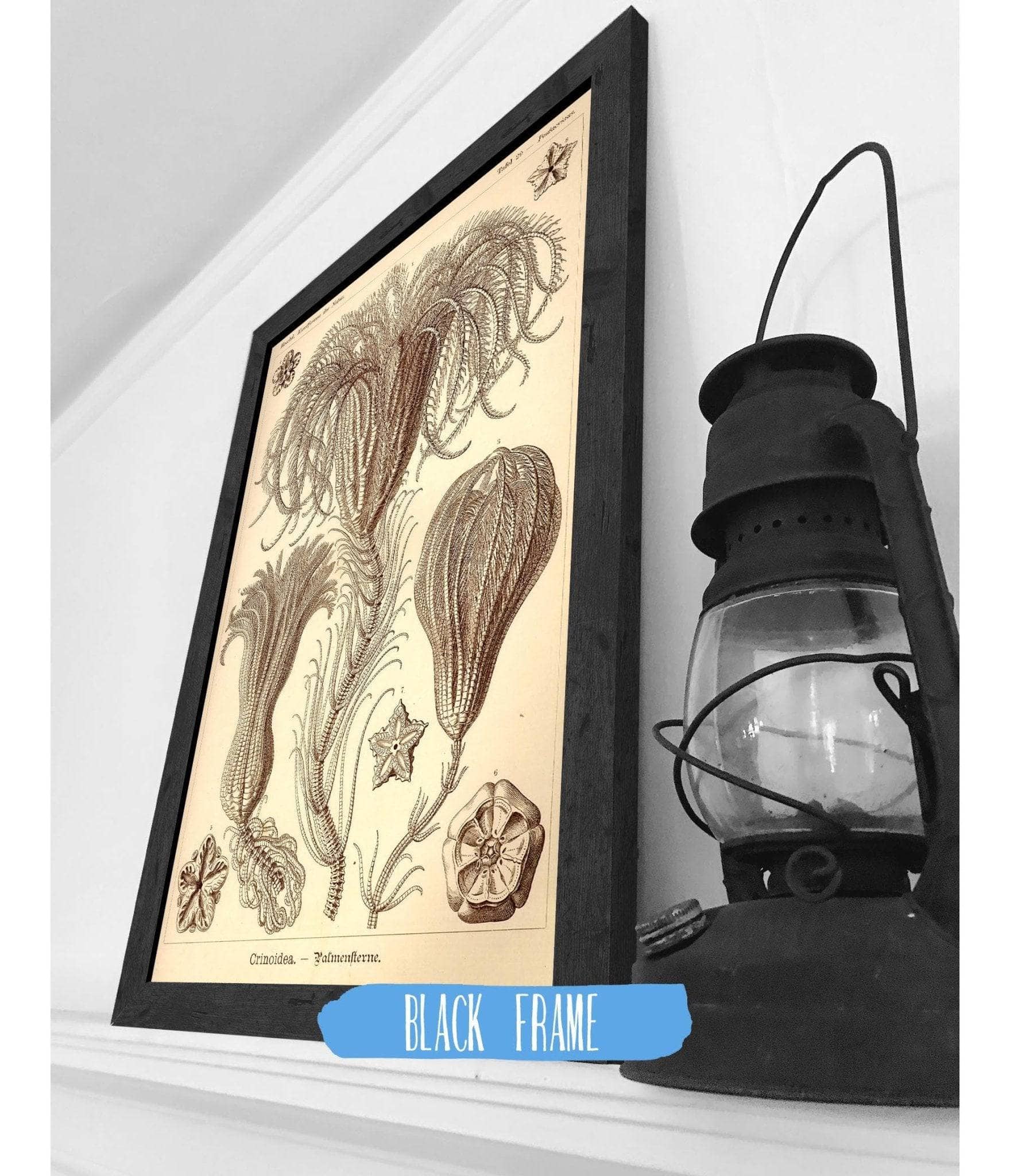 Marine Animals (Crinoidea. - Palmensterne)